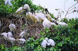 Attiveri Bird Sanctuary at Hubli