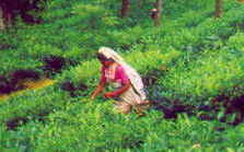 Coorg