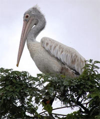 Magadi Bird Sanctuary Magadi Bird Sanctuary