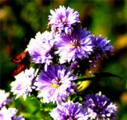 Lalbagh Flower Show