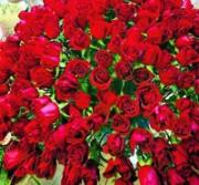 Roses