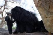 Daroji Bear Sanctuary