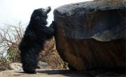 Daroji Bear Sanctuary