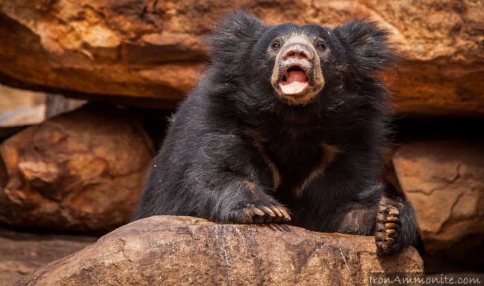 Daroji Bear Sanctuary. Photographer Paul Williams Daroji Bear Sanctuary. Photographer Paul Williams