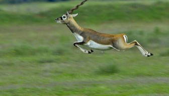 Ranebennur Blackbuck Deer. Image source http://wikimapia.org/17838635/Ranebennur-Blackbuck-Deer-Sanctuary