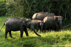 bandipur-national-park
