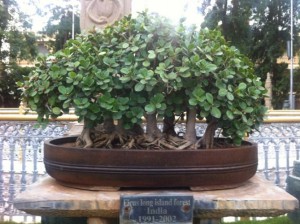 Kishkindha oolika bonsai garden, Mysore