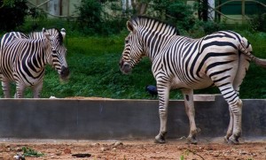 Mysore Zoo. Photographer Sumit Dhar