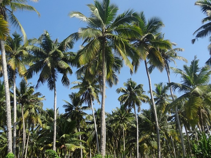 Plantation Industry