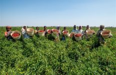 Workers plucking chillies, from the fields at Gabbur, district Raichur, Karnataka. Source Asian Development Bank