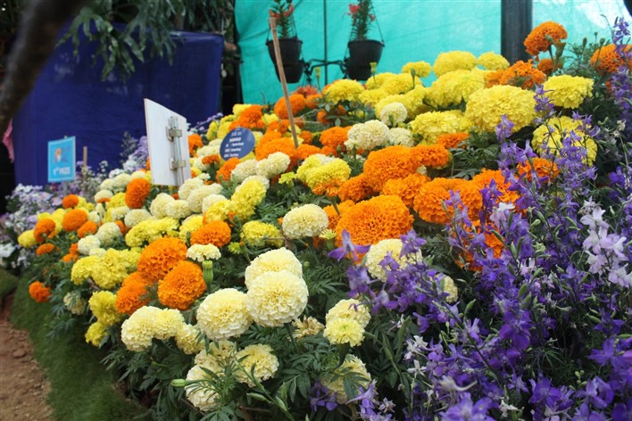 Floriculture in Karnataka Floriculture in Karnataka