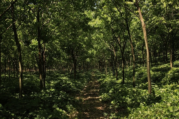 Plantation Industry