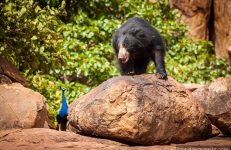 sanctuaries in Karnataka, Daroji Bear Sanctuary