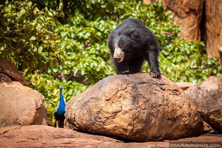 Daroji Sloth Bear Sanctuary