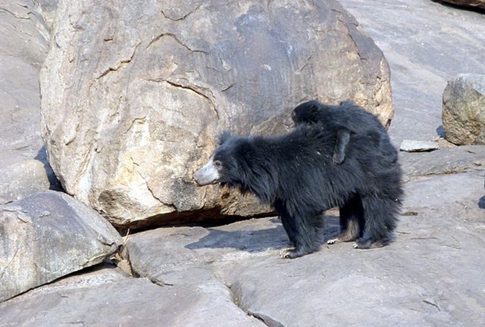 daroji-bear-sanctuary-3 Daroji Sloth Bear Sanctuary