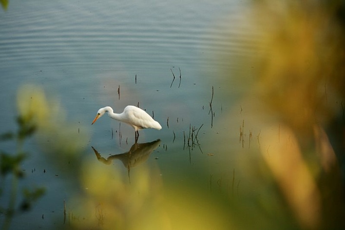 Kaikondrahalli Lake_Egret_in_a_Lake Kaikondrahalli Lake, Lakes in Bangalore