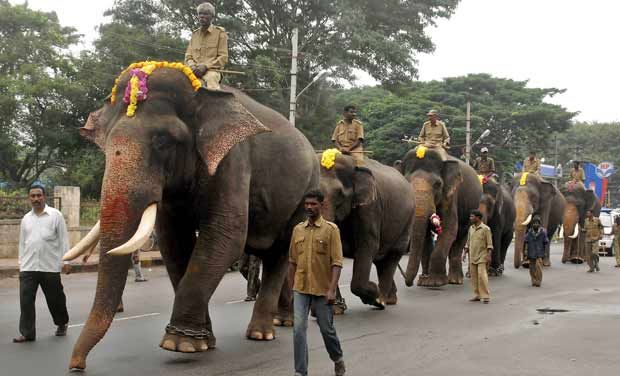 Elephants during Dasara 2013 Elephants during Dasara 2013, dasara elephants