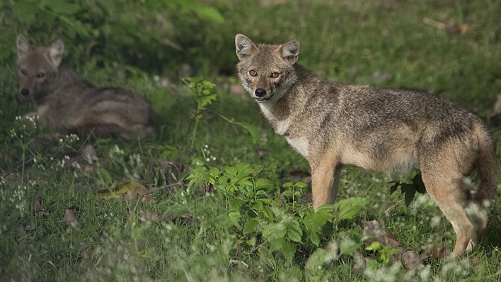 A_Jackal_alongside_the_Kabini_river Kabini, sightseeing kabini