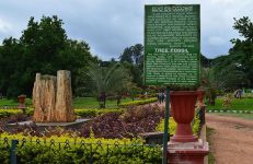 LalBagh Tree Fossil, Bangalore