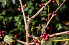 Chikmagalur coffee estate