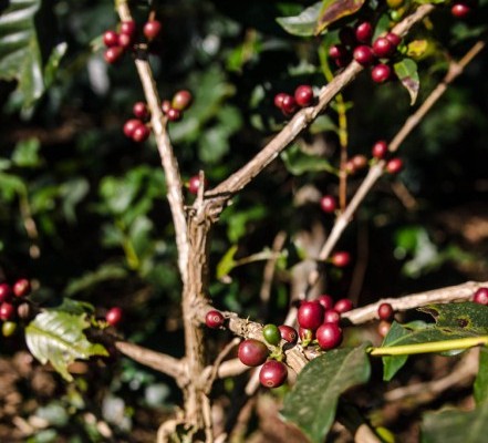 Chikmagalur coffee estate