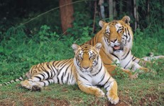 Tigers at Bannerghatta National Park in Bangalore. Photo source wildlifeindia.info
