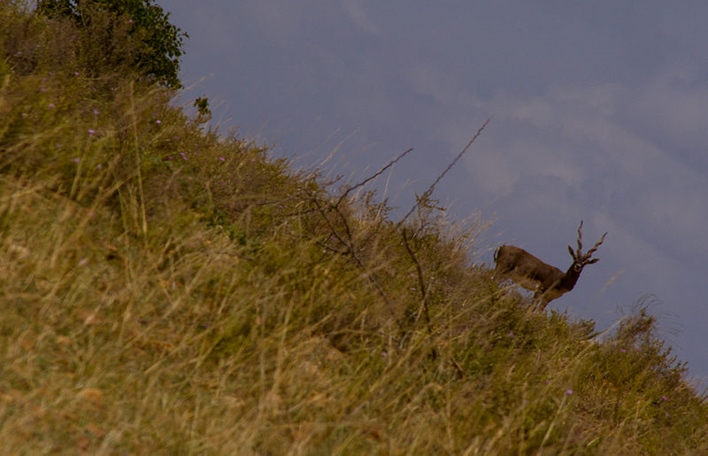 800px-Black_Buck_at_Jayamangala_Conservation,_Karnataka Jayamangali Blackbuck Reserve, Madhugiri