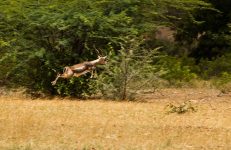 Jayamangali Blackbuck Reserve, Madhugiri