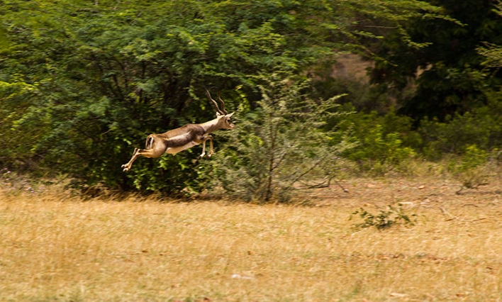 800px-Blackbuck_at_Jayamangala_Reserver Jayamangali Blackbuck Reserve, Madhugiri