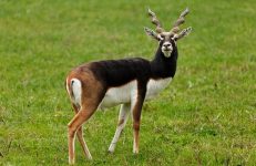 Ranebennur Blackbuck Sanctuary , Haveri Sanctuary