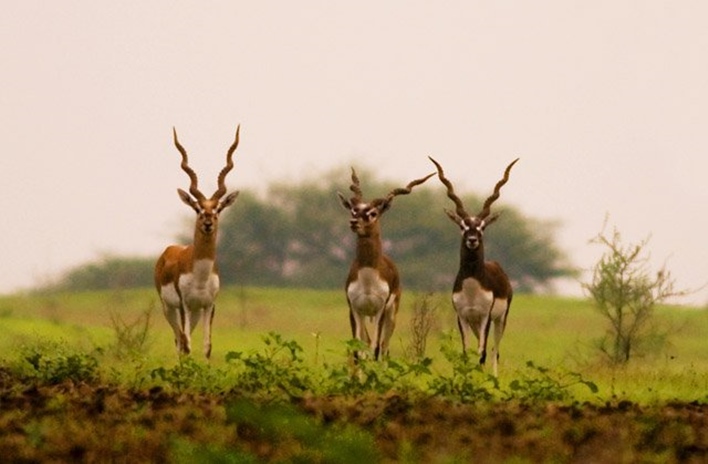 Ranebennur Blackbuck Sanctuary , Haveri Sanctuary