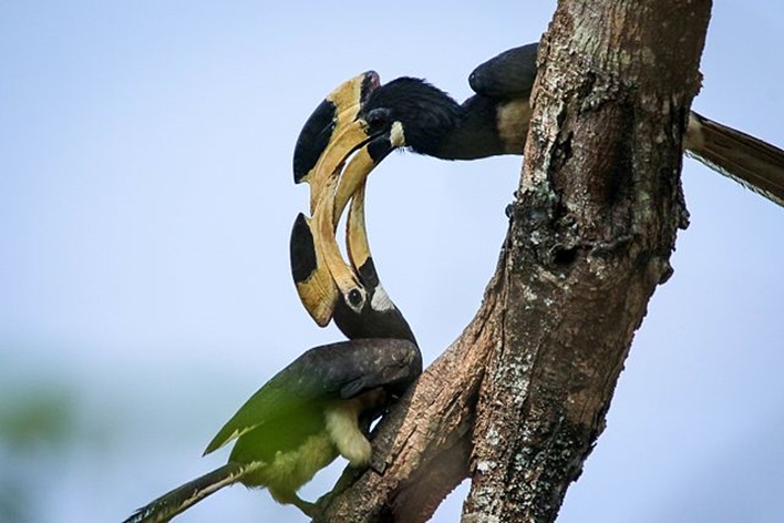 Dandeli Wildlife Sanctuary, Dandeli 