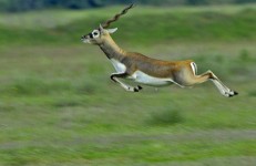 Jayamangali Blackbuck Reserve, Ranebennur Blackbuck Deer. Image source https://wikimapia.org/17838635/Ranebennur-Blackbuck-Deer-Sanctuary