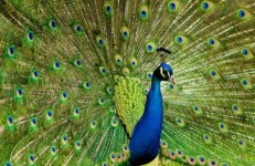 Bankapur peacock sanctuary