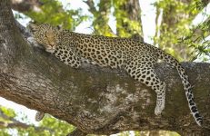 Deva Raya Wildlife Sanctuary , Sanctuary Bellary