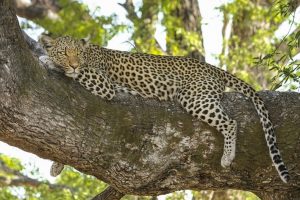 Deva Raya Wildlife Sanctuary , Sanctuary Bellary