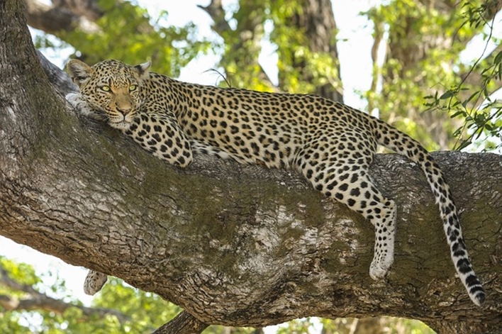 Deva Raya Wildlife Sanctuary , Sanctuary Bellary