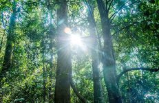 Pushpagiri Wildlife Sanctuary, Coorg Sanctuary