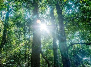 Pushpagiri Wildlife Sanctuary, Coorg Sanctuary