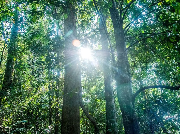 Pushpagiri Wildlife Sanctuary, Coorg Sanctuary 