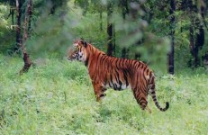 Wildlife Documentary In Karnataka, Kemmanagundi ,Indian Tiger at Bhadra wildlife sanctuary by Dineshkannambadi