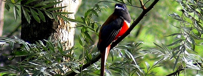 Birds at Swarga Resort, Coorg Birds at Swarga Resort, Coorg