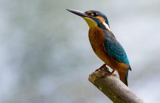 Bird Watching in Coorg