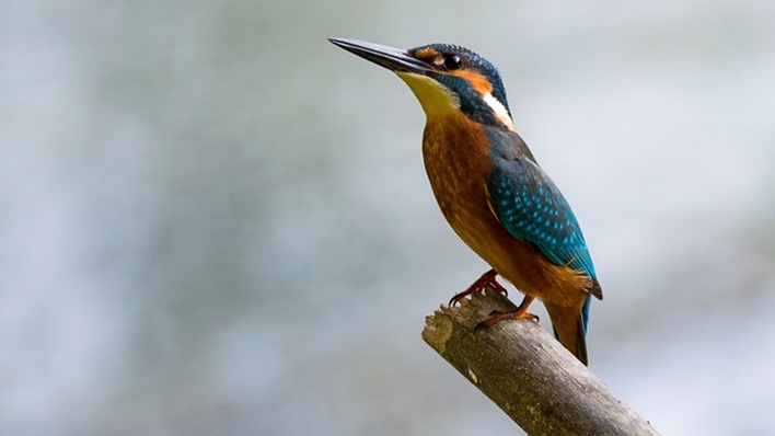 King Fishner_Bird Watching in Coorg Bird Watching in Coorg