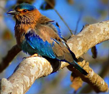 Bird watching in Coorg