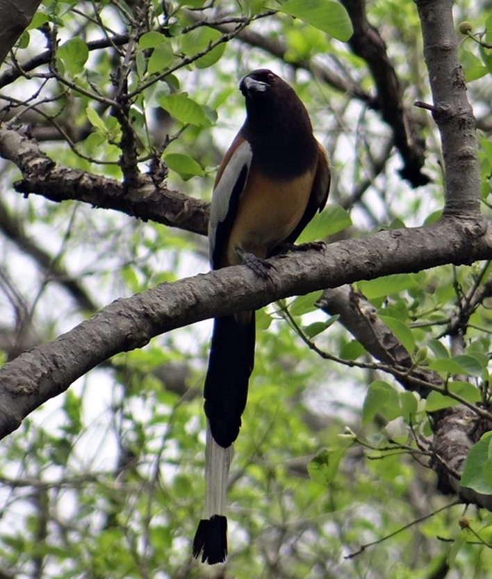 treepie-bird watching in coorg Bird Watching in Coorg