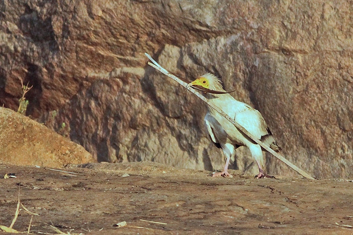 Egyptian_vulture_collecting_nesting_material Rock Climbing in Ramanagara,