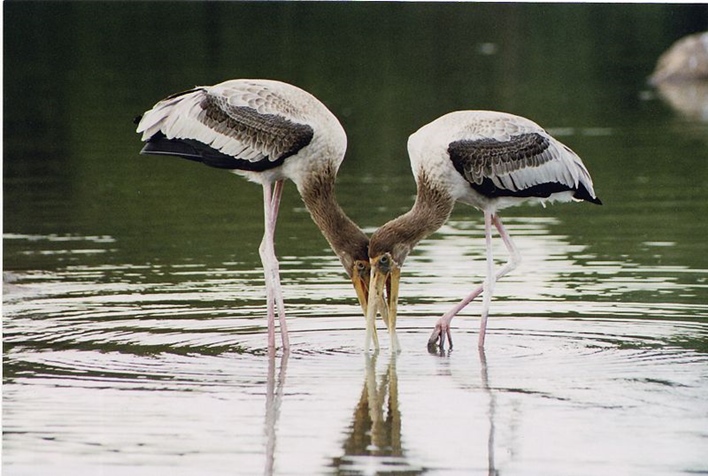 Painted_Stork_pair_at_Ranganathittu_bird_sanctuary Rock Climbing in Ramanagara,