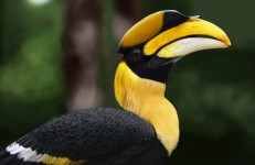 Places near Kudremukh, Great Pied Hornbill, Kudremukh