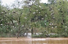 Mandagadde Bird Sanctuary